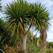 Cabbage Tree plant