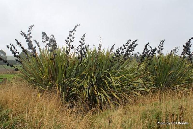 Flax plant